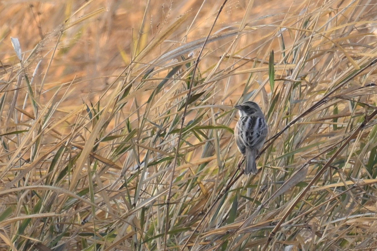 Ochre-rumped Bunting - ML636866423