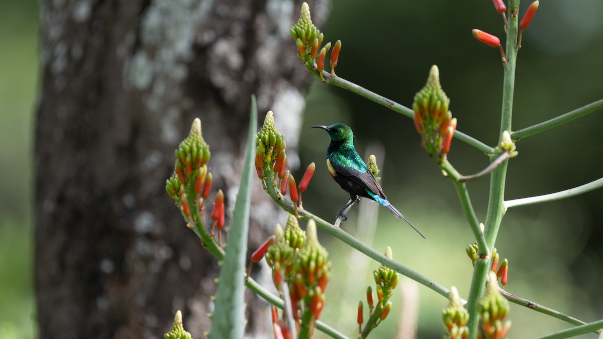 Gorgeous Sunbird - ML636866444