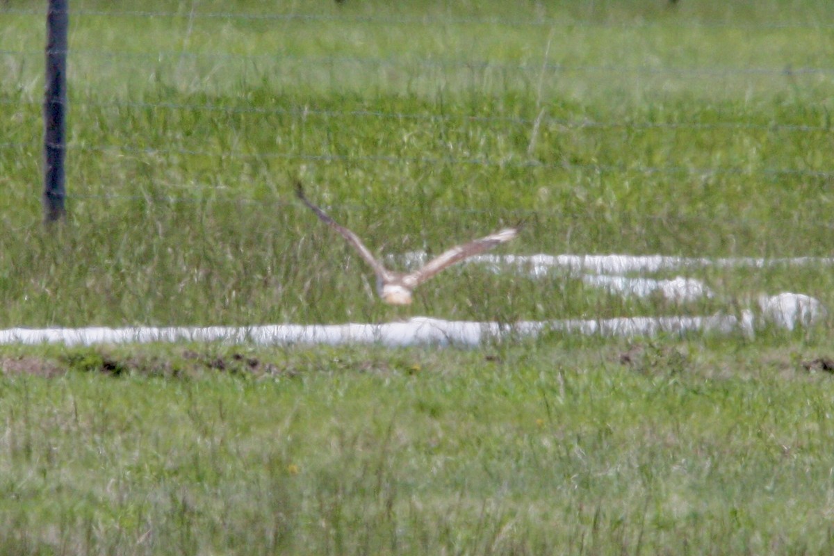 Red-tailed Hawk - ML636866451