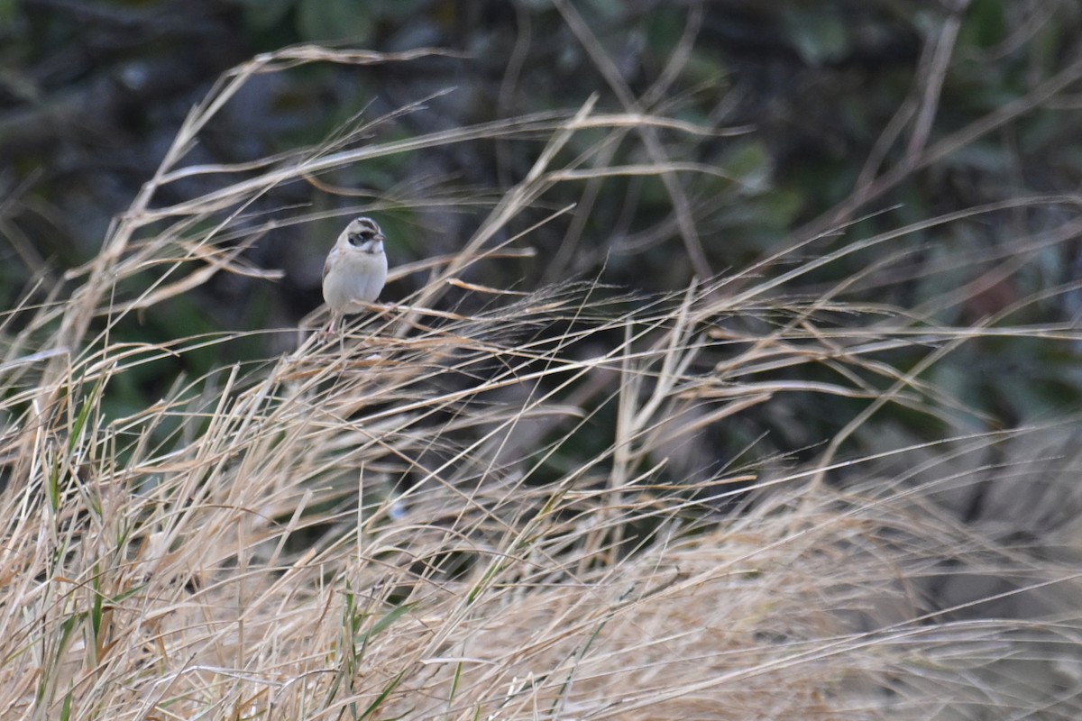 Ochre-rumped Bunting - ML636866484