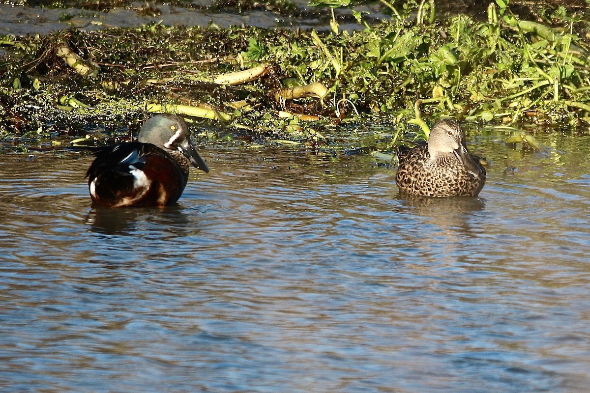 Australasian Shoveler - ML636866500
