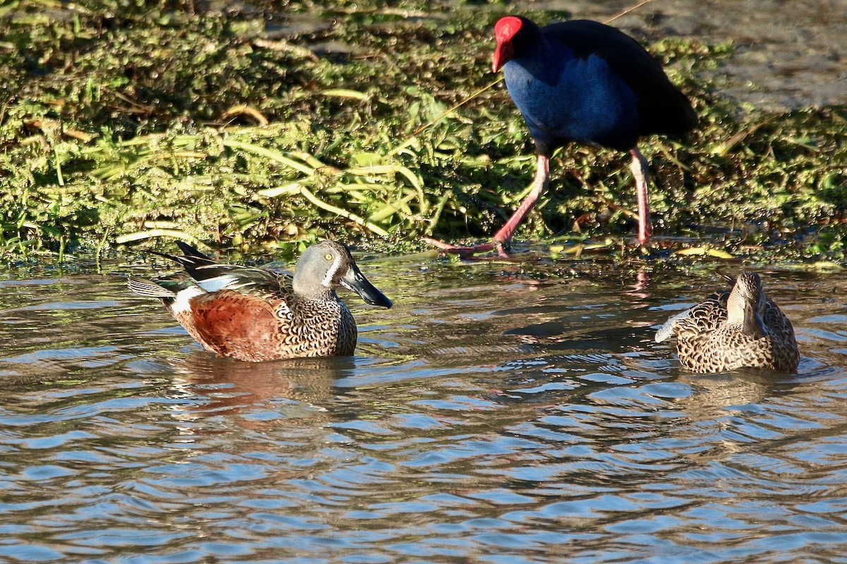 Australasian Shoveler - ML636866502