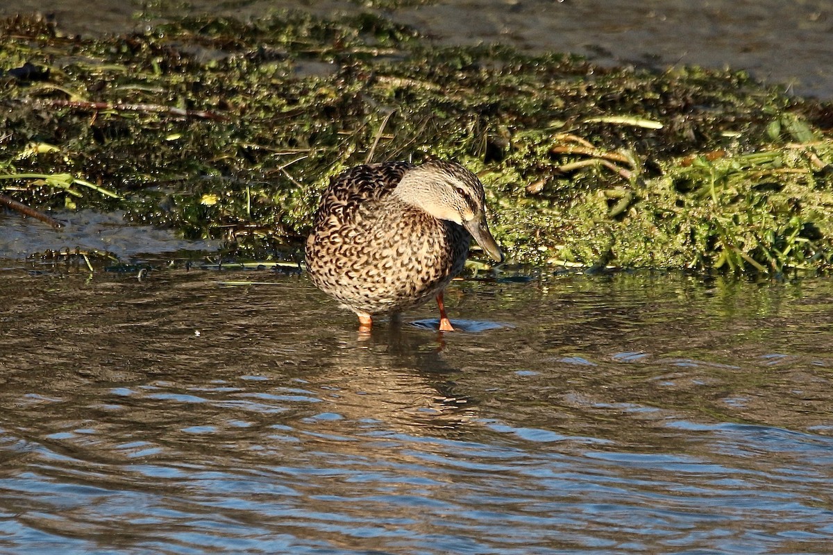 Mallard x Pacific Black Duck (hybrid) - ML636866506