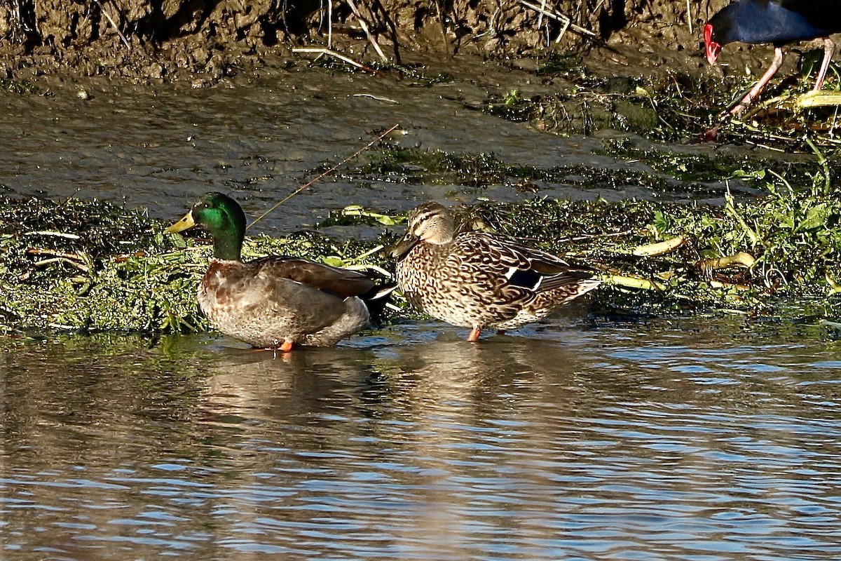 Mallard x Pacific Black Duck (hybrid) - ML636866507
