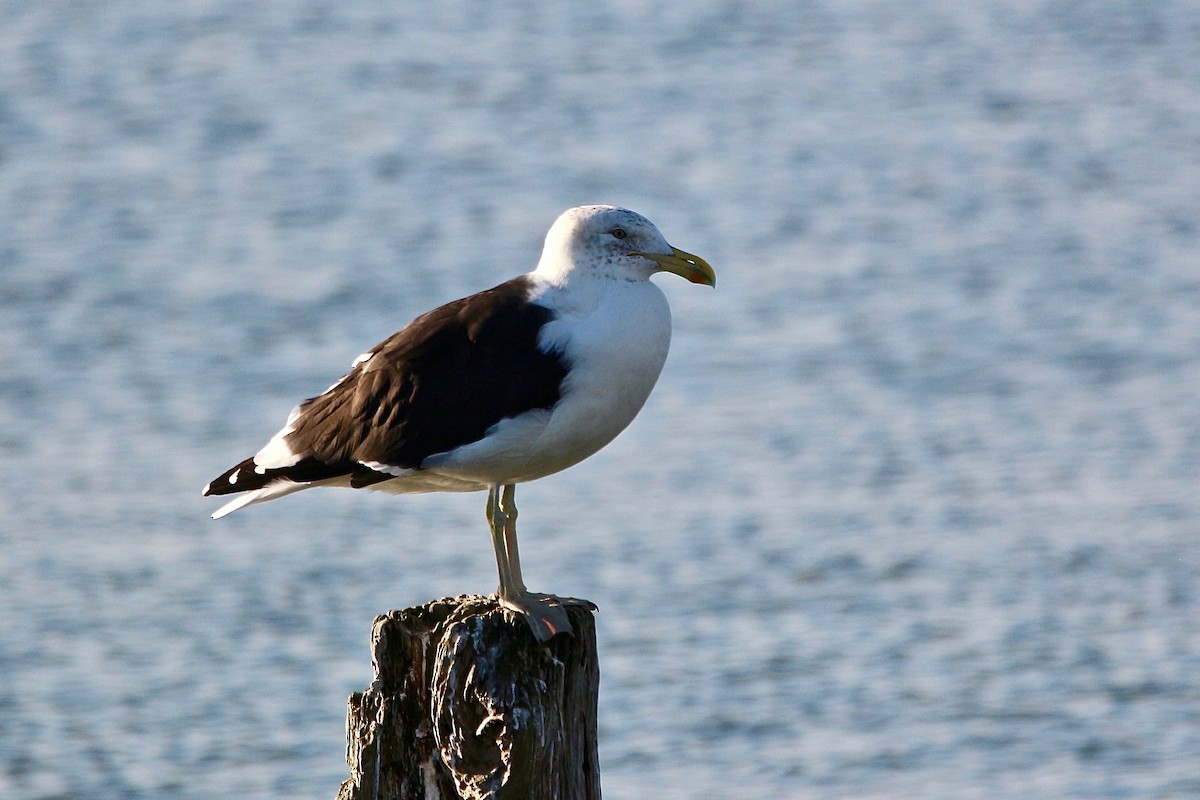 Kelp Gull - ML636866521