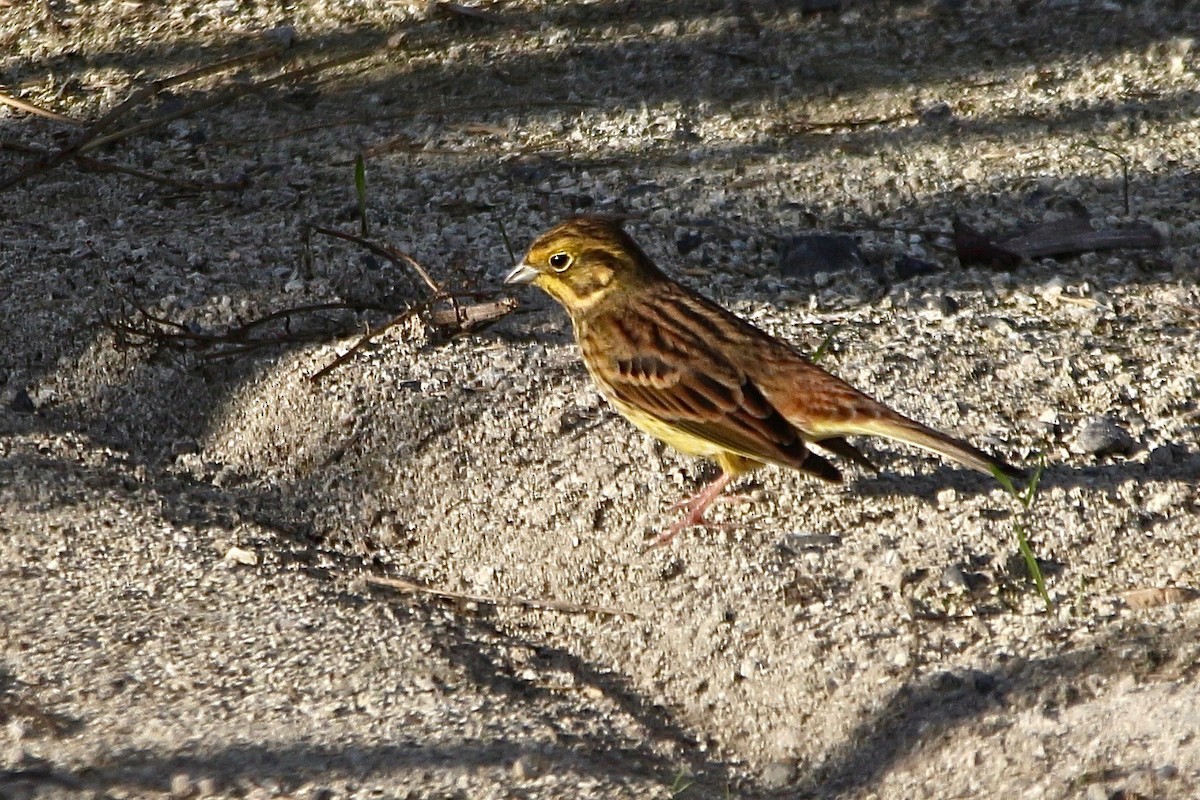 Yellowhammer - ML636866527
