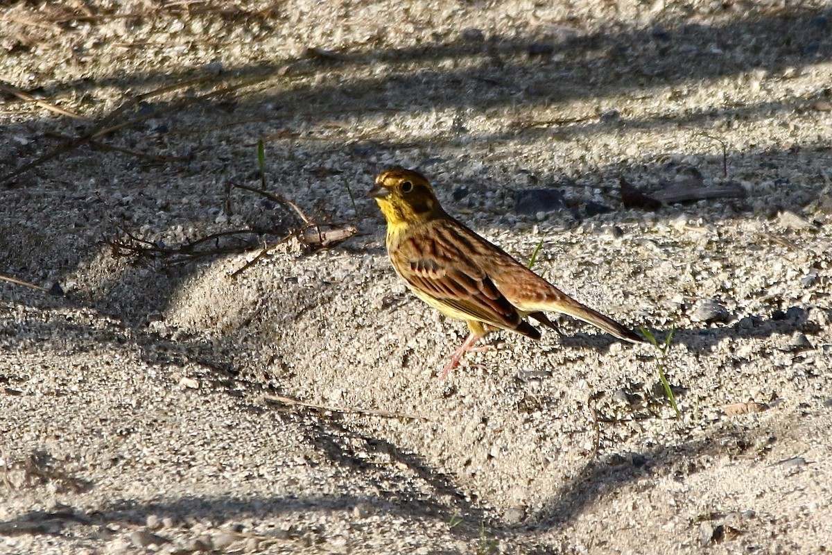 Yellowhammer - ML636866568
