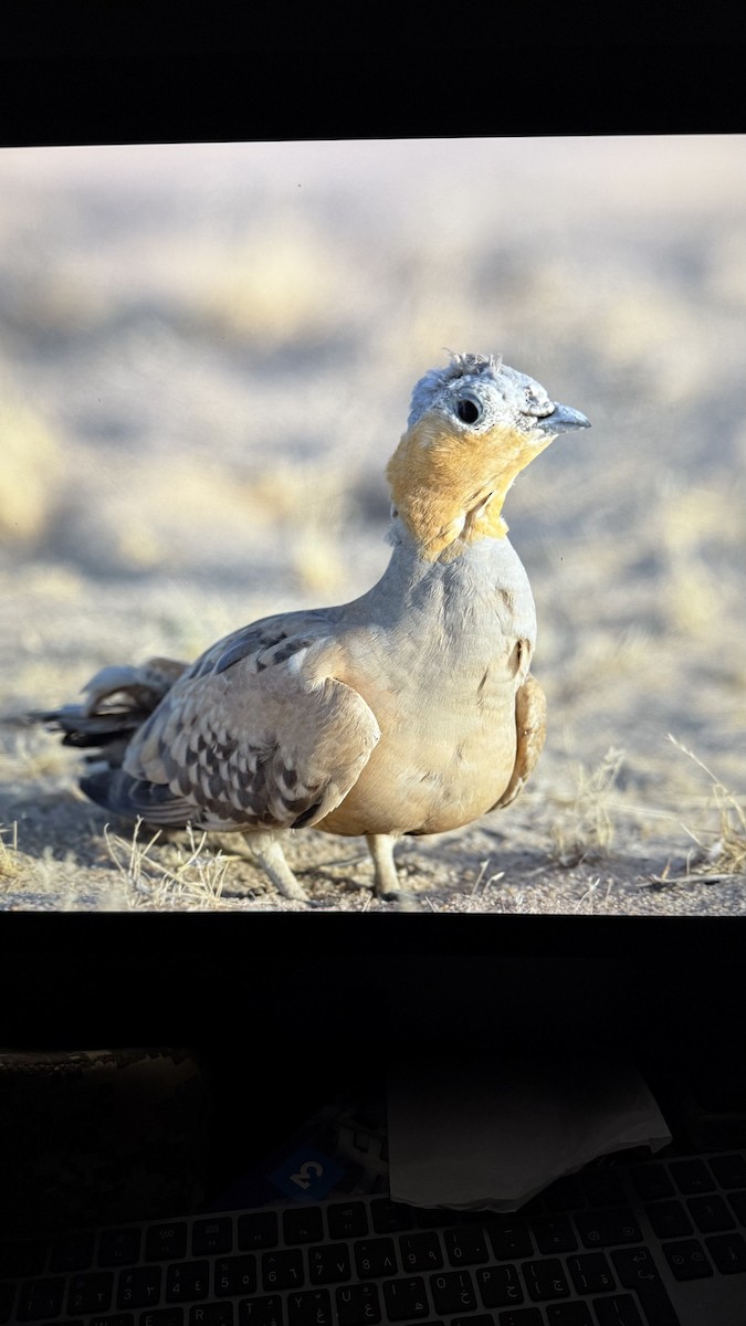 Spotted Sandgrouse - ML636866592