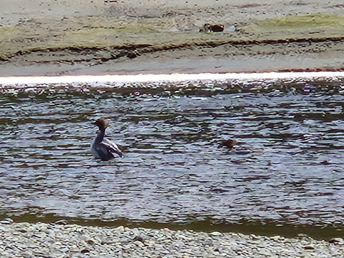 Common/Red-breasted Merganser - ML636866595