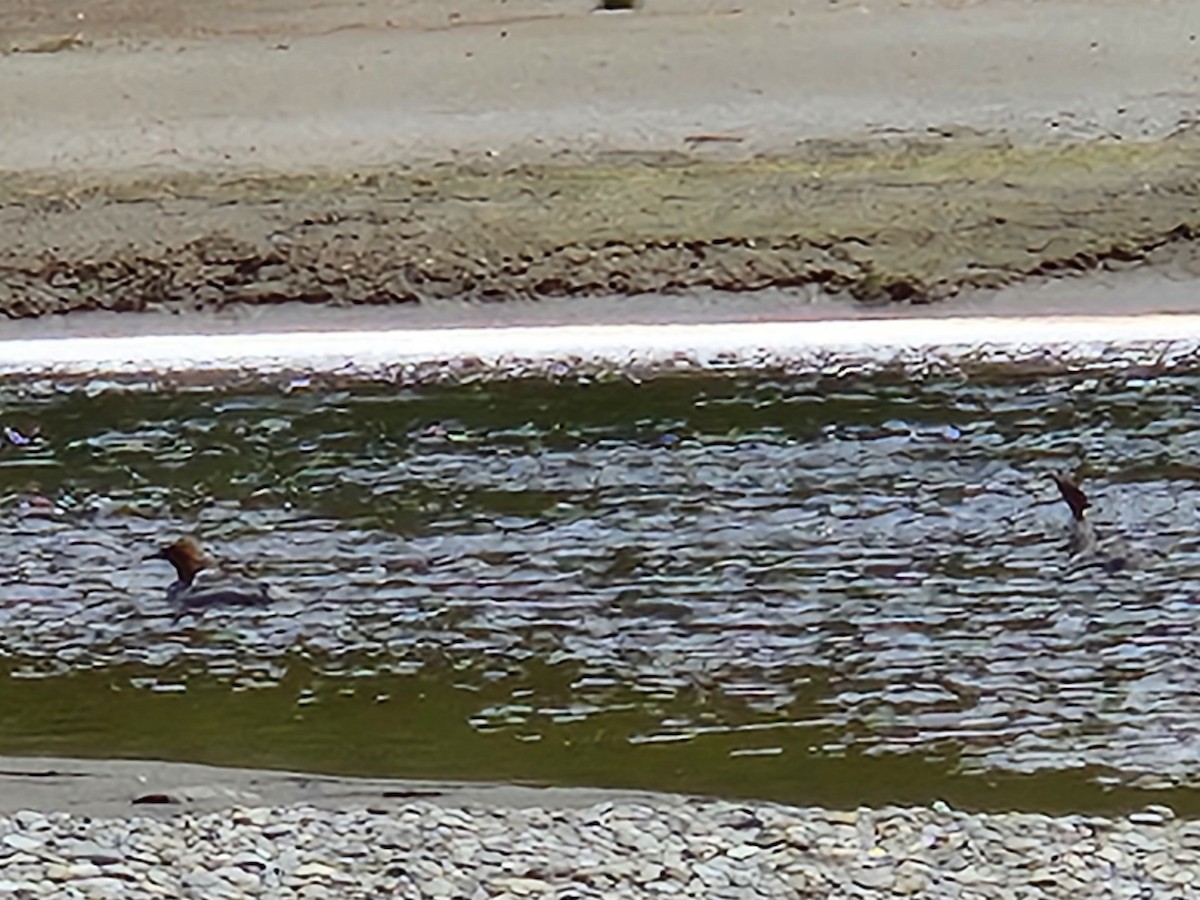 Common/Red-breasted Merganser - ML636866596
