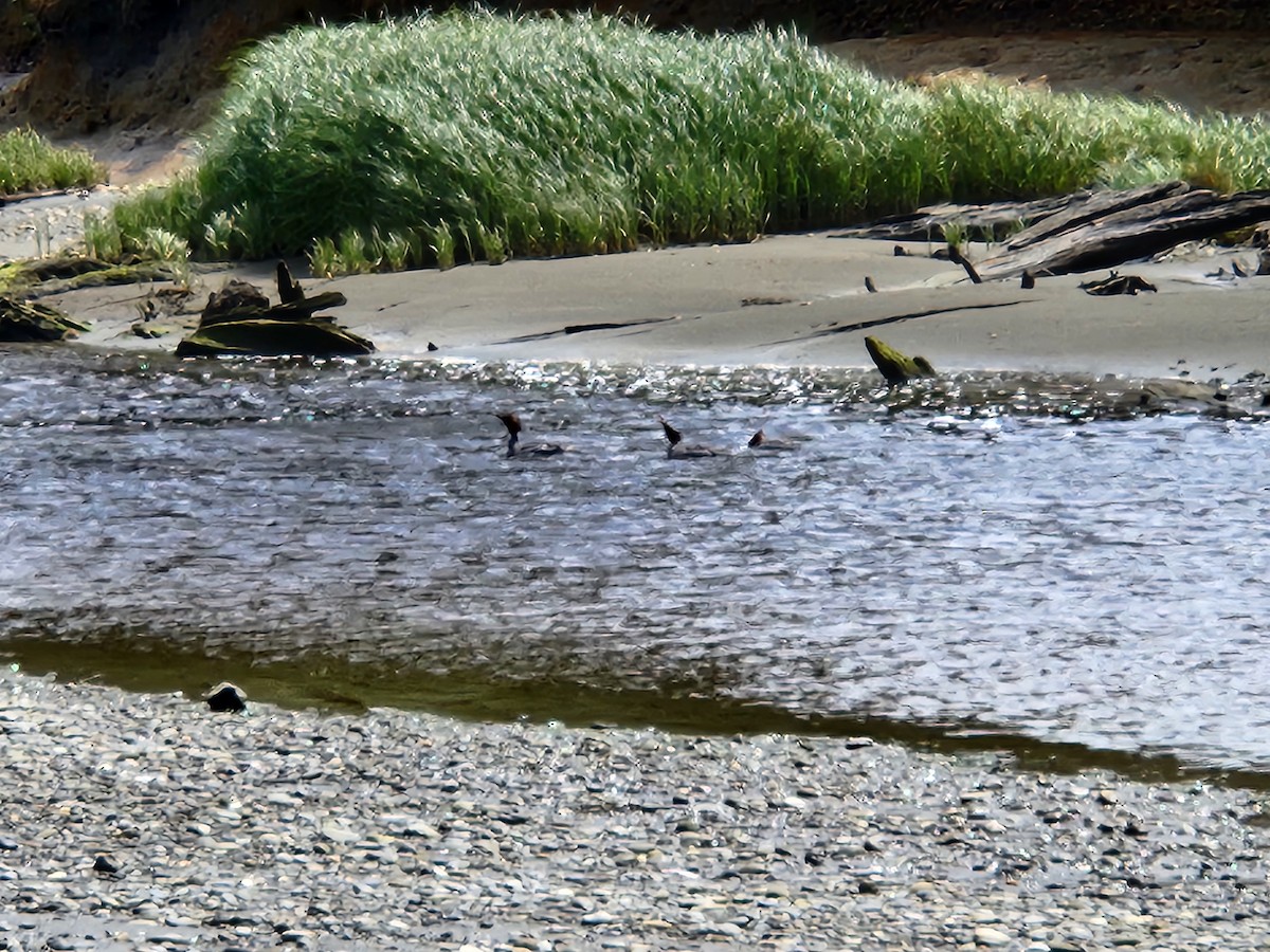 Common/Red-breasted Merganser - ML636866597