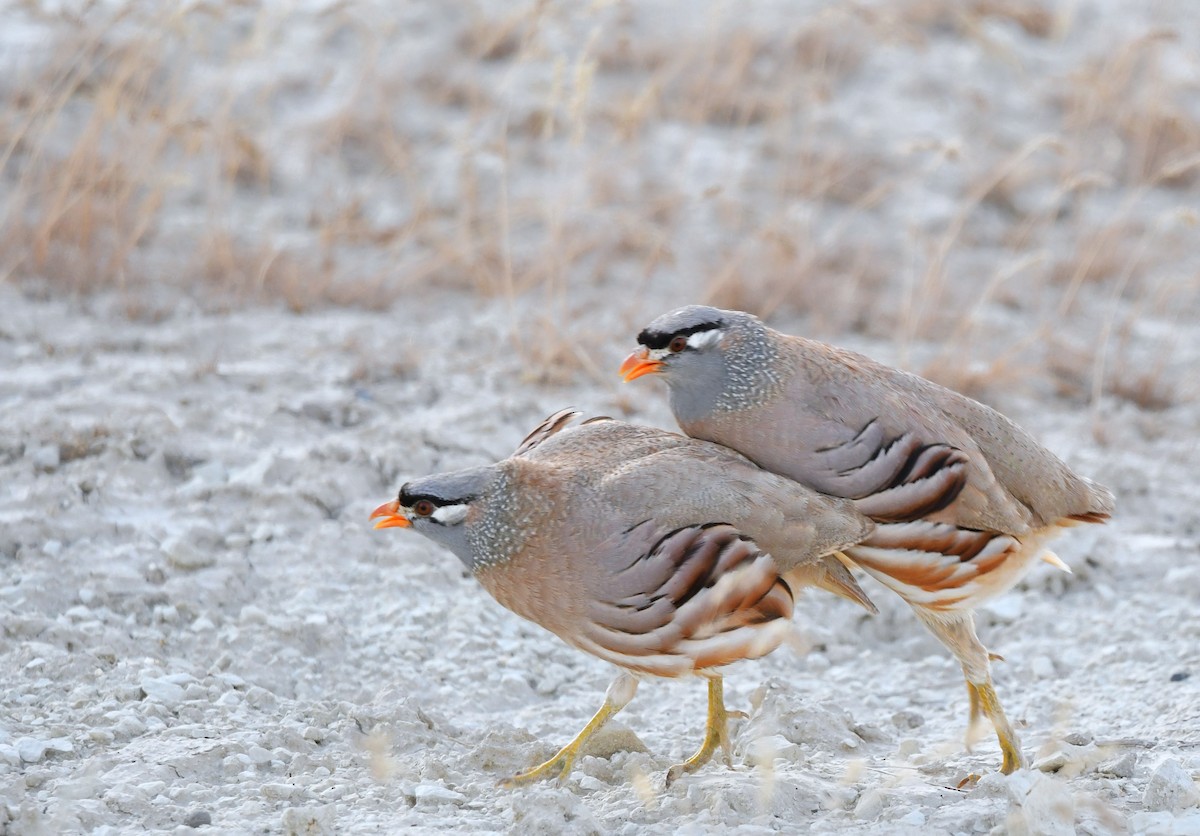 See-see Partridge - ML636866637