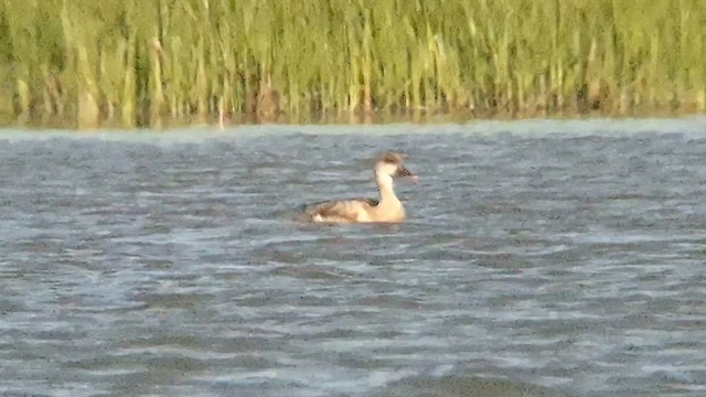 Red-crested Pochard - ML636866677
