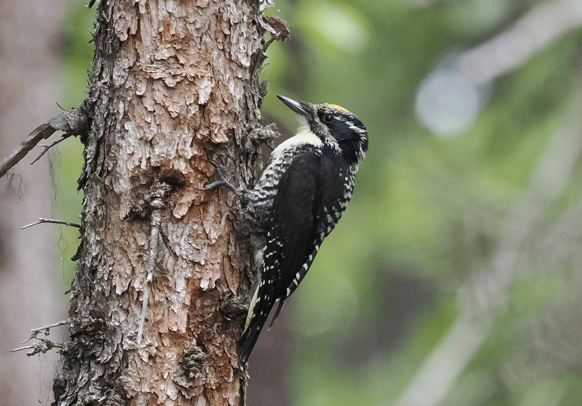 American Three-toed Woodpecker (Northwest) - ML636866700