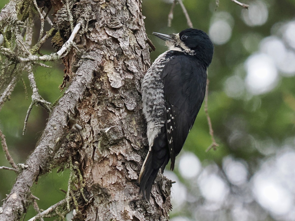Black-backed Woodpecker - ML636866705