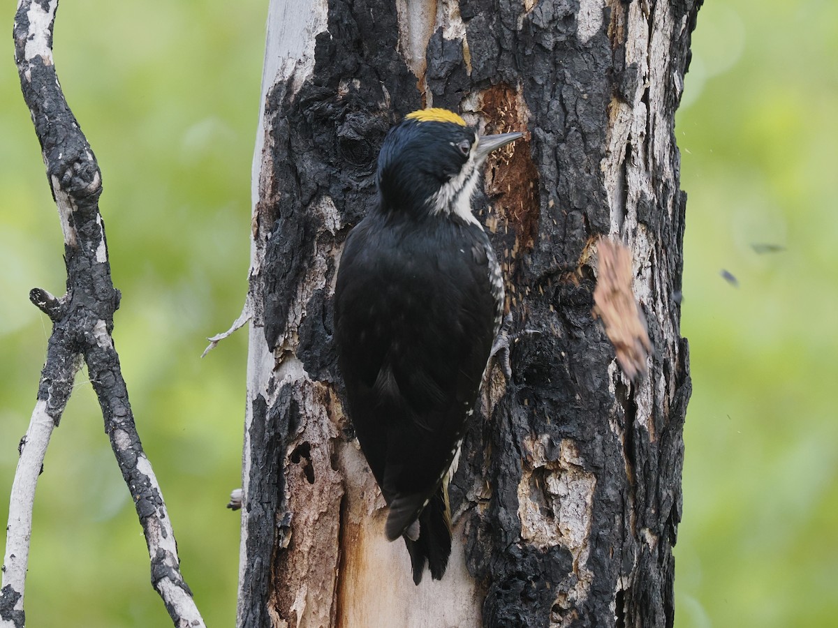 Black-backed Woodpecker - ML636866706