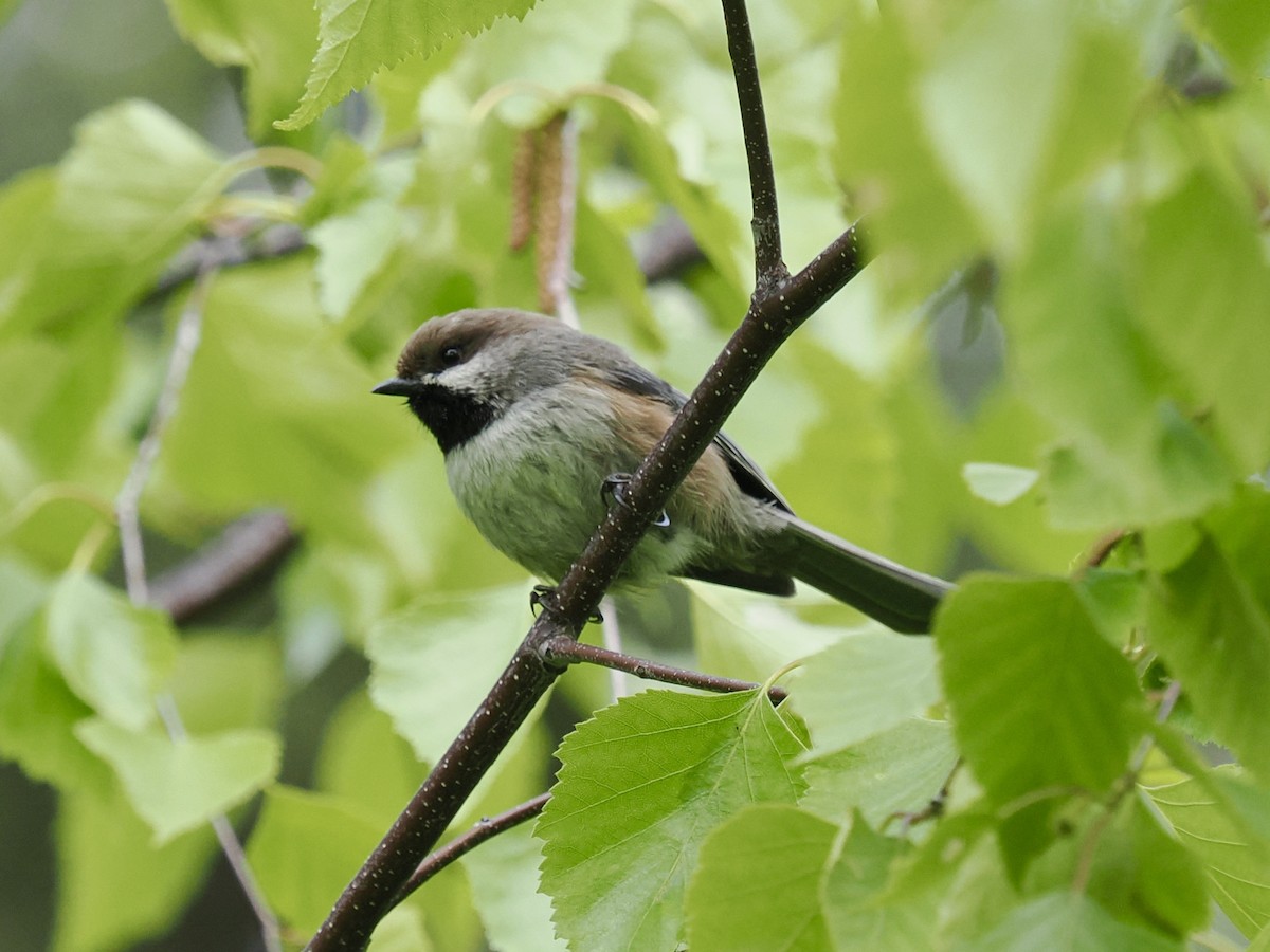 Boreal Chickadee - ML636866715