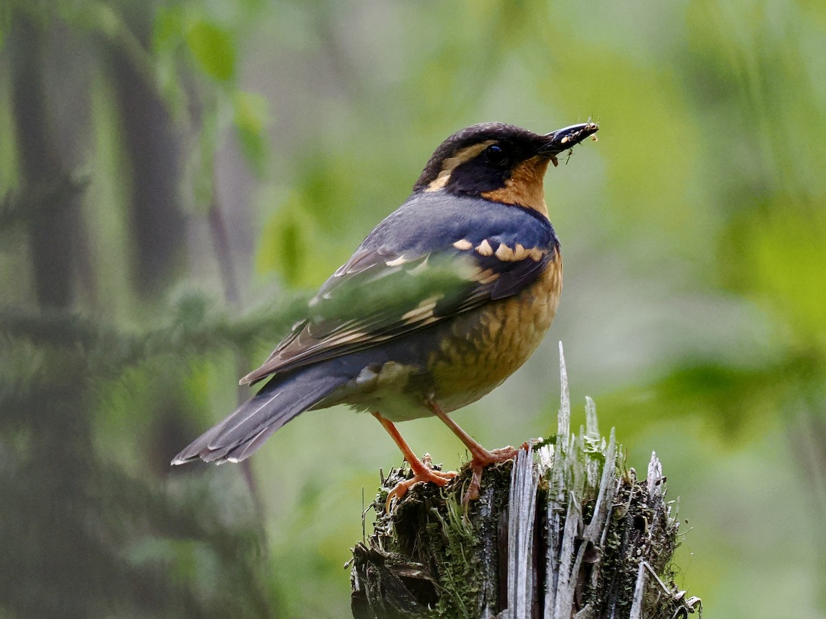Varied Thrush - ML636866721