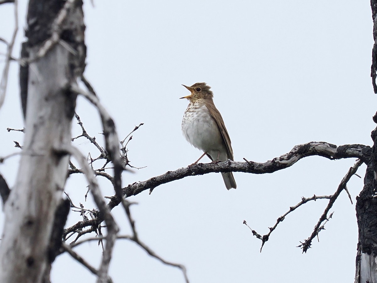 Swainson's Thrush - ML636866730