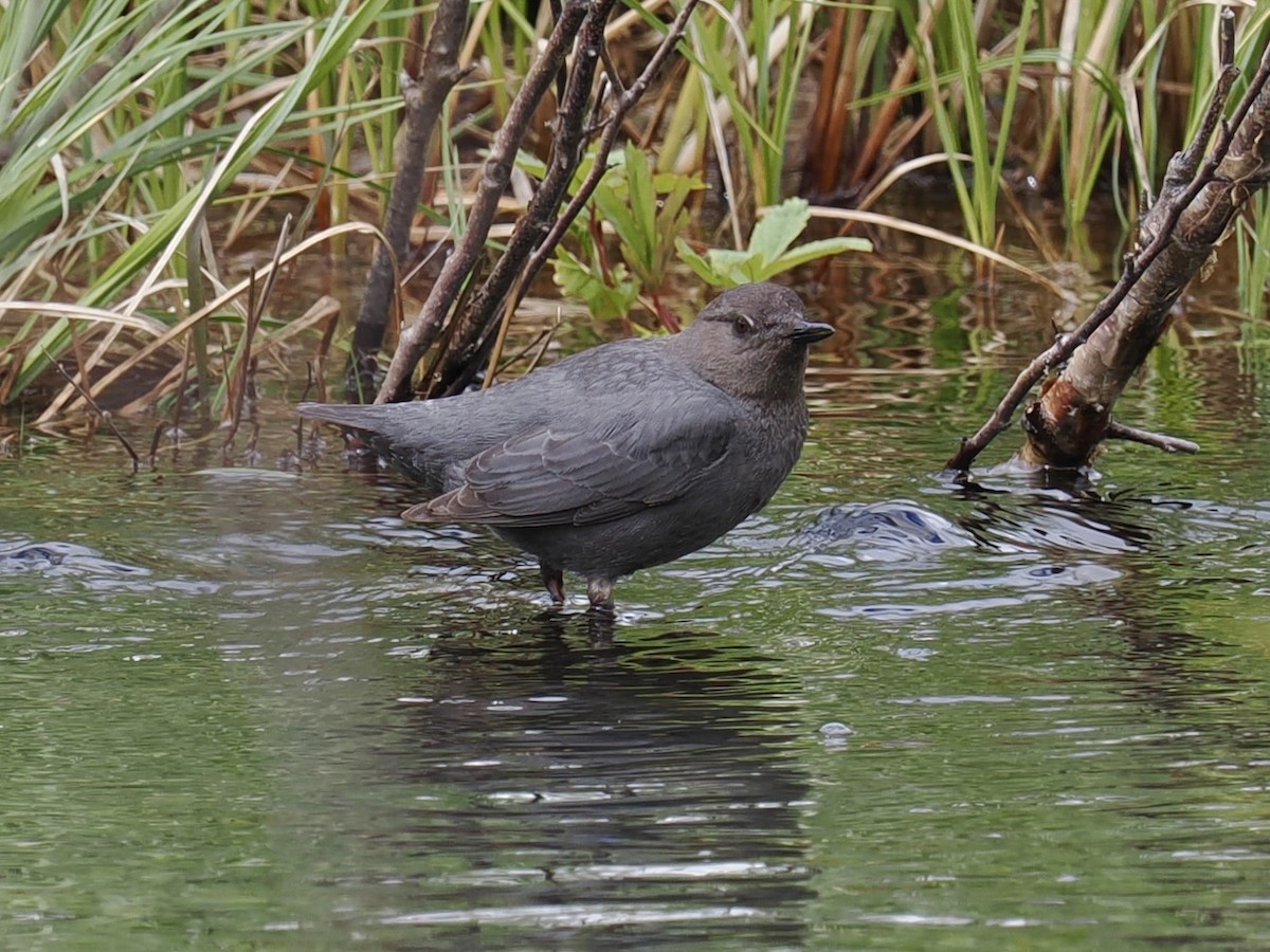 American Dipper (Northern) - ML636866782