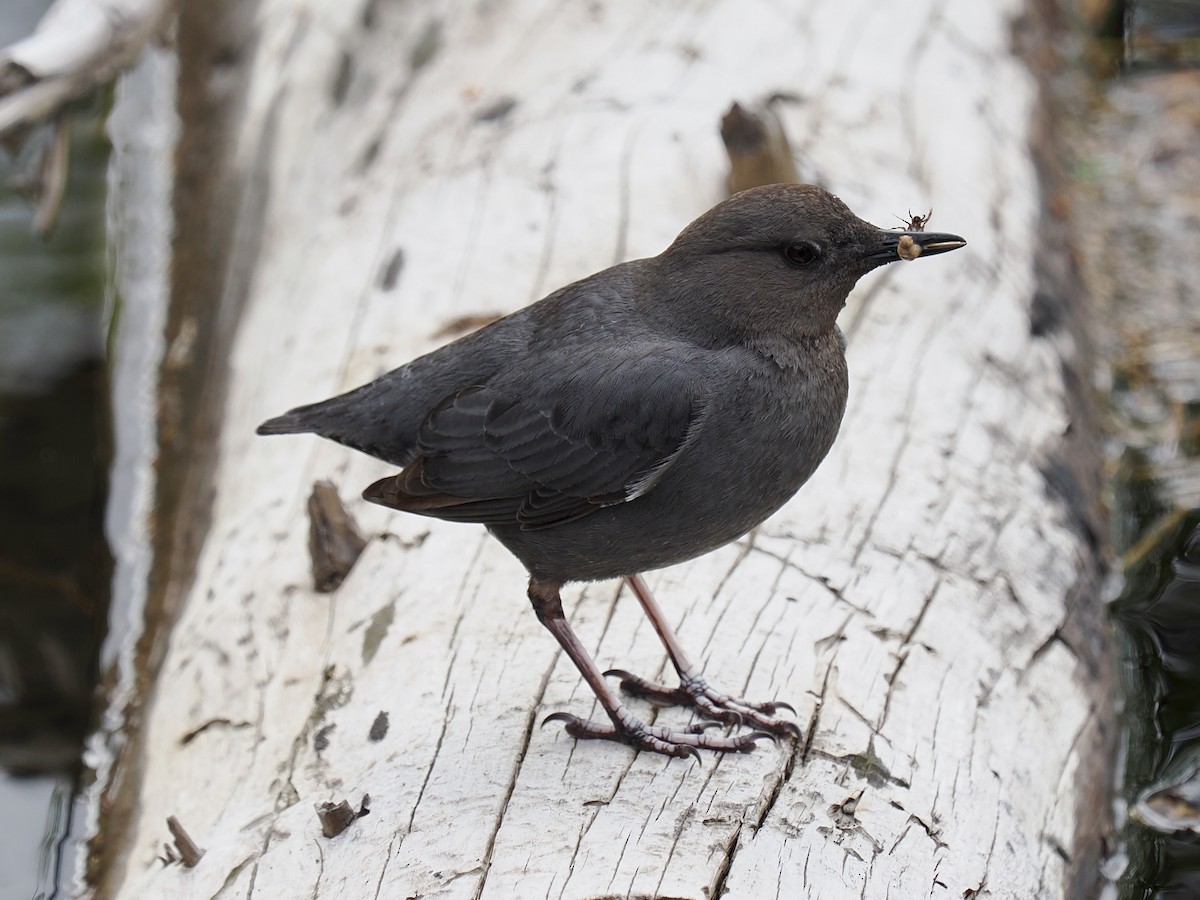 American Dipper (Northern) - ML636866783