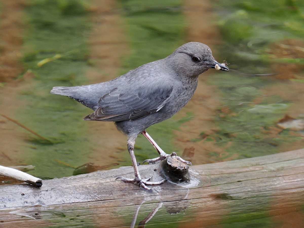 American Dipper (Northern) - ML636866784