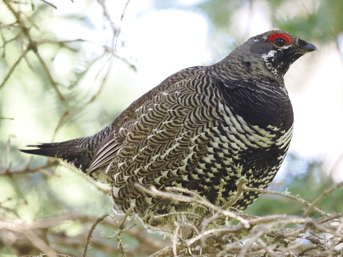 Spruce Grouse (Spruce) - ML636866809