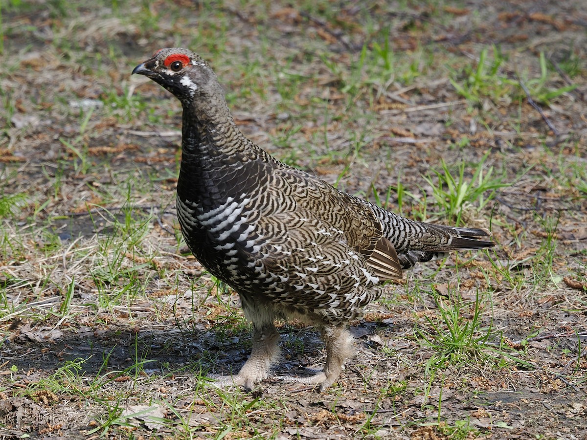 Spruce Grouse (Spruce) - ML636866810