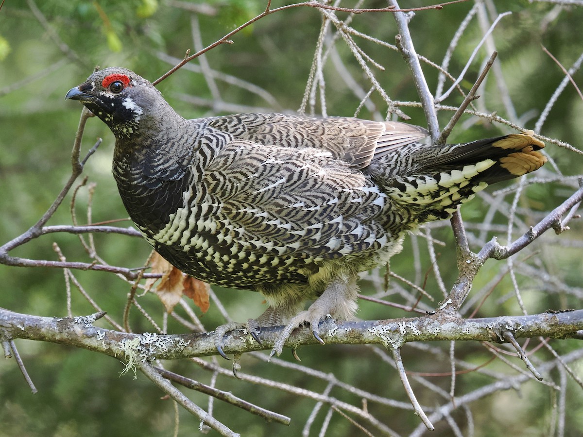 Spruce Grouse (Spruce) - ML636866811