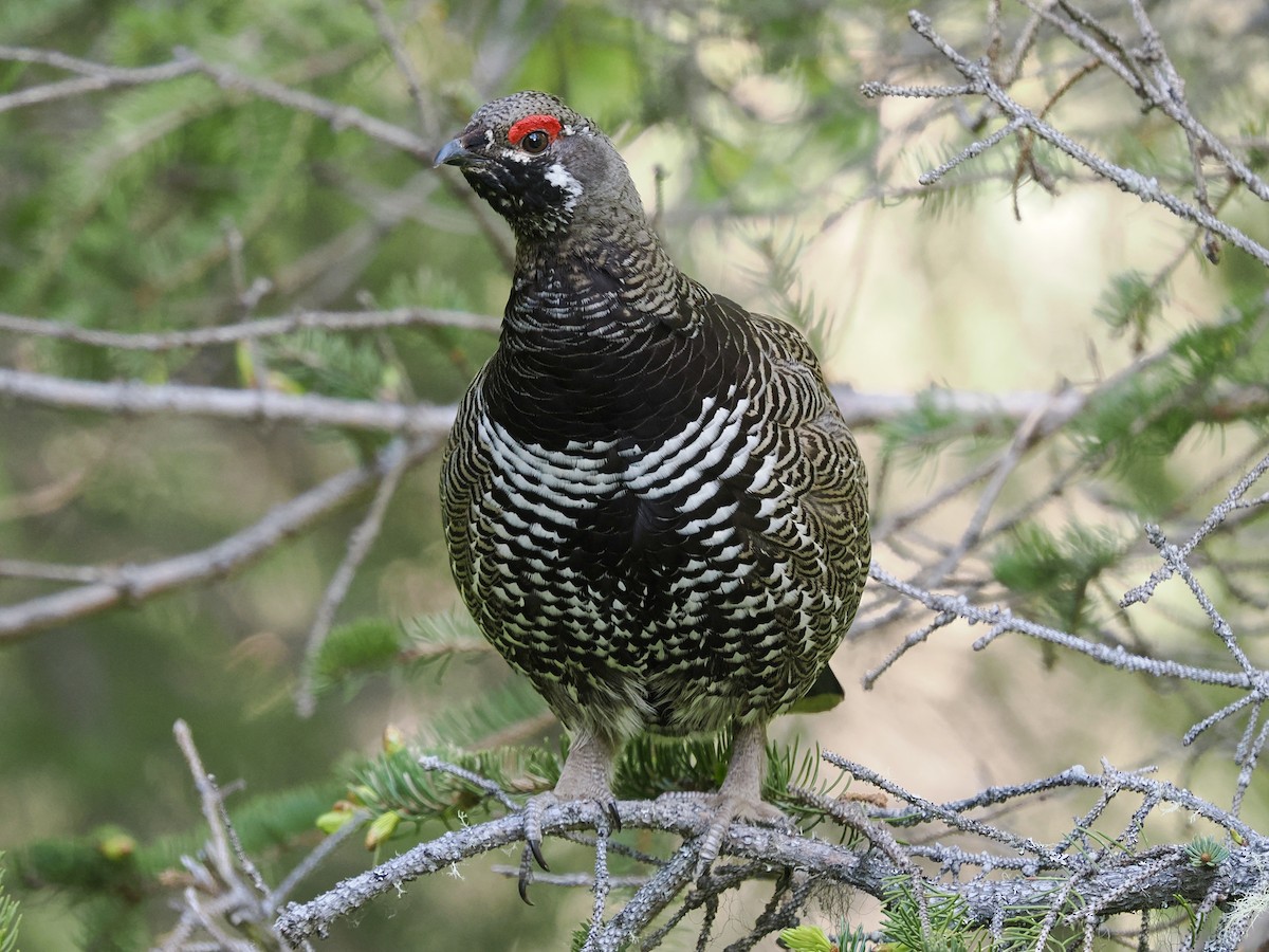 Spruce Grouse (Spruce) - ML636866812