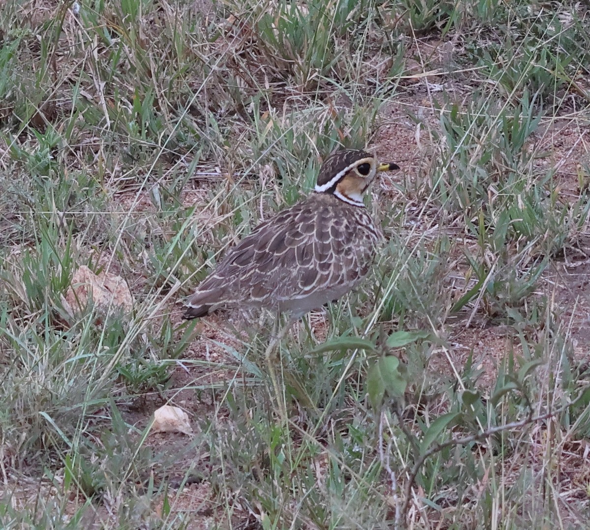 Three-banded Courser - ML636866933