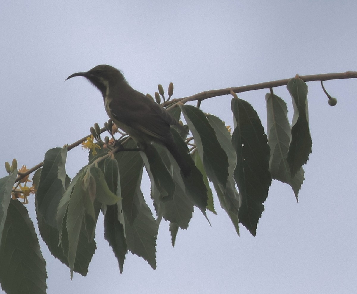 Amethyst Sunbird - ML636866988