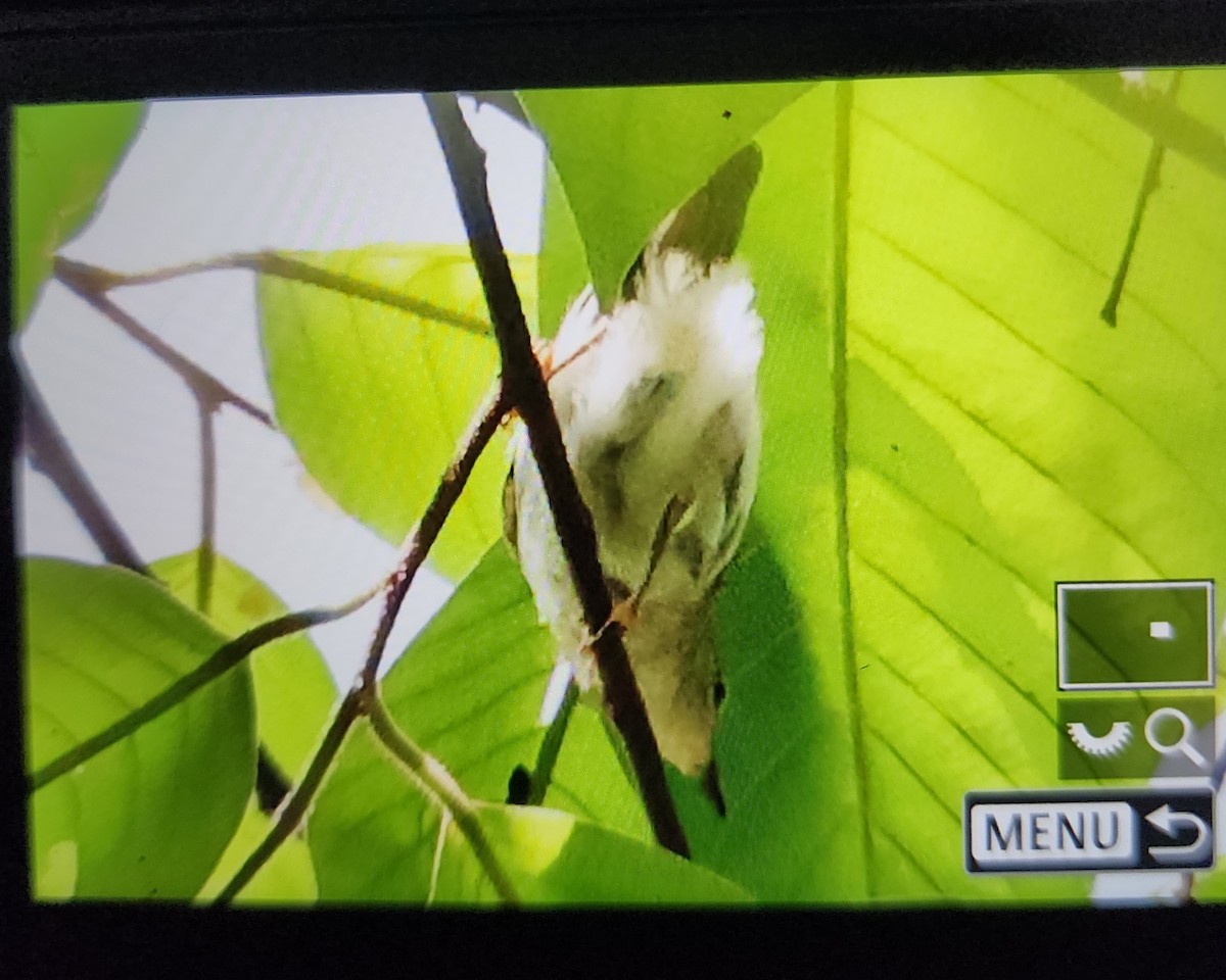 Leyte Plumed-Warbler - ML636867264