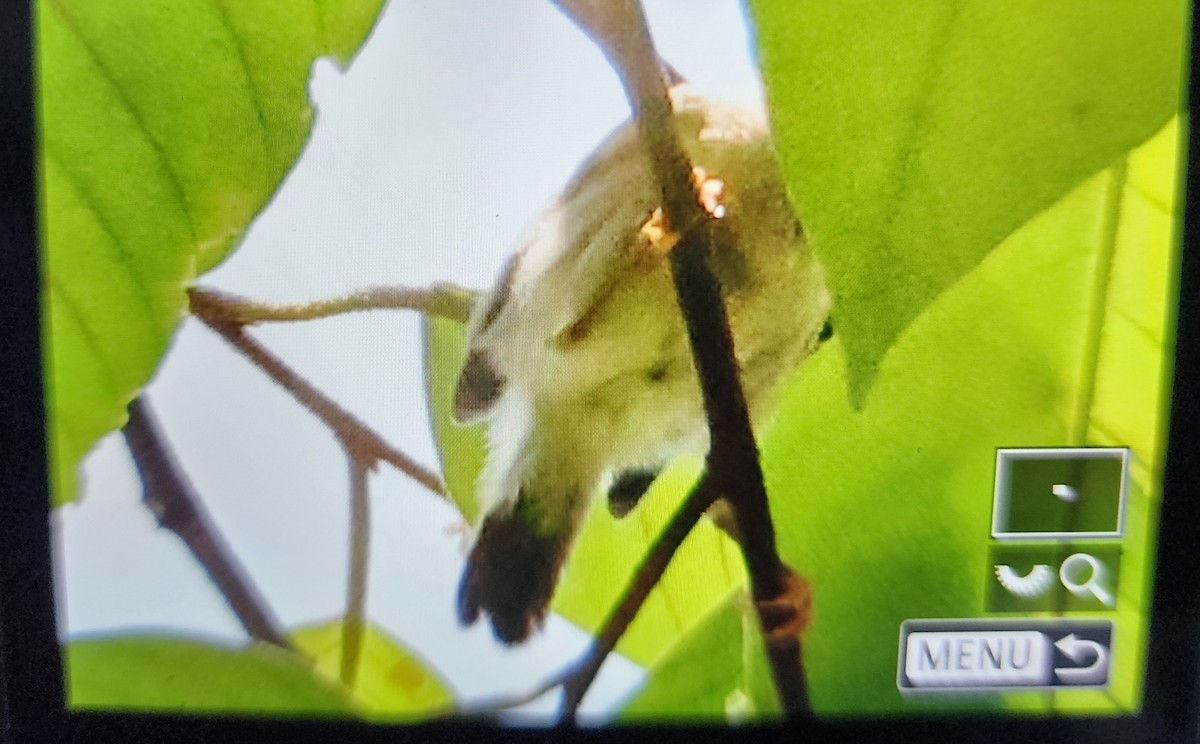 Leyte Plumed-Warbler - ML636867266