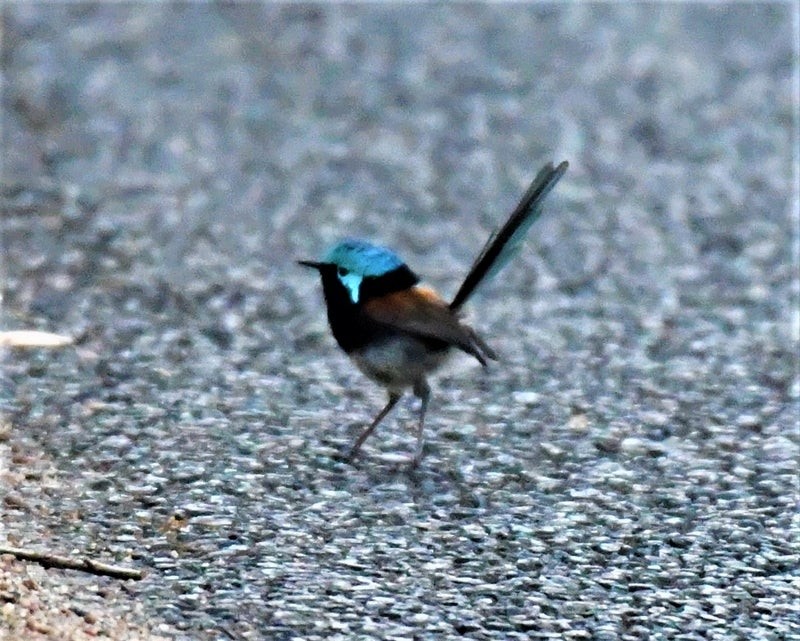 Red-winged Fairywren - ML636867283
