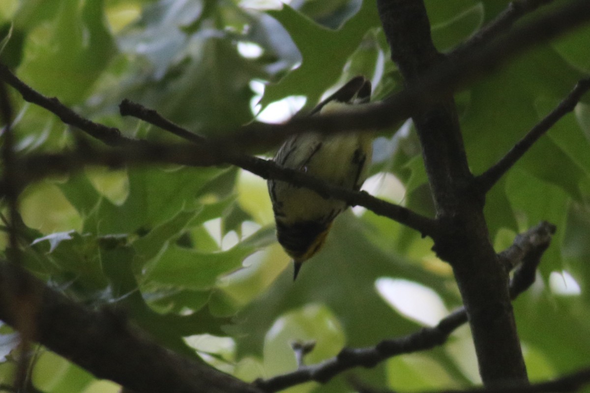 Black-throated Green Warbler - ML636867317