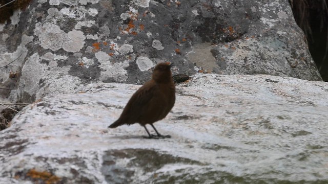 Brown Dipper - ML636867319