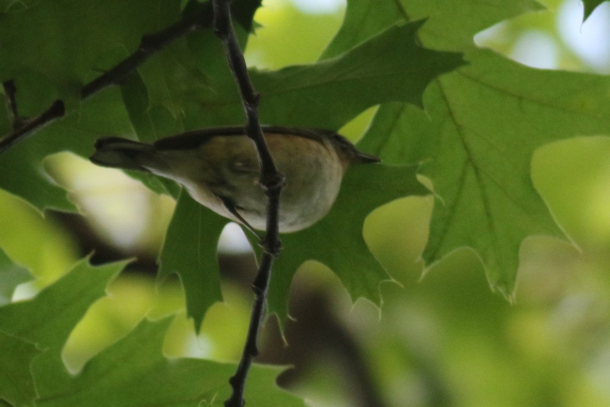Bay-breasted Warbler - ML636867331