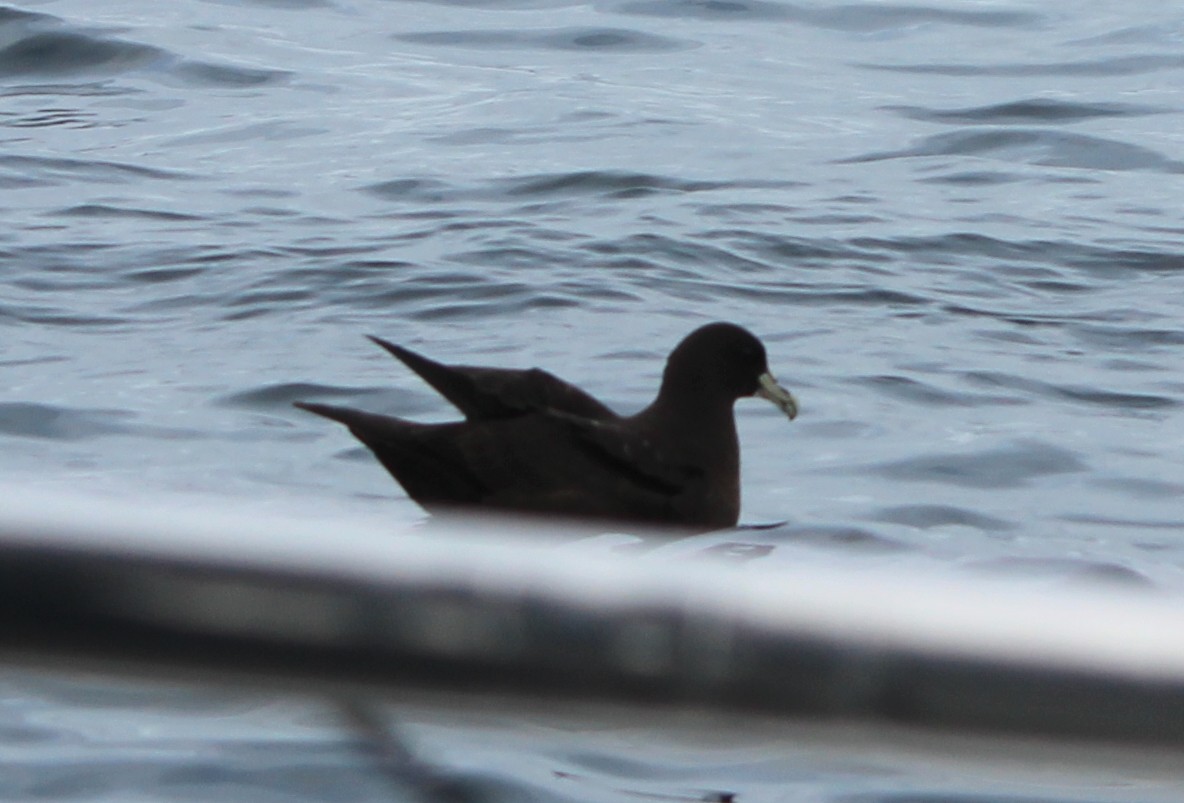 White-chinned Petrel - ML636867339