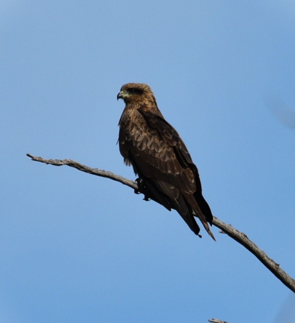 Black Kite (Black) - ML636867344