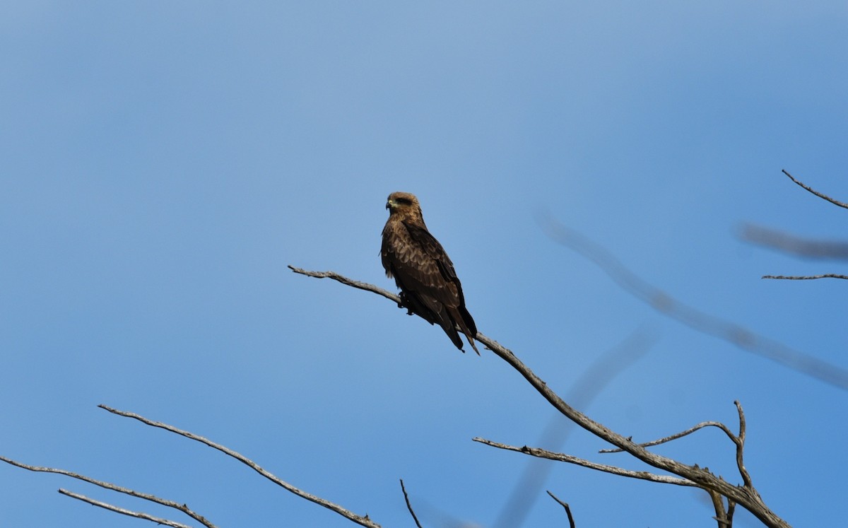 Black Kite (Black) - ML636867346