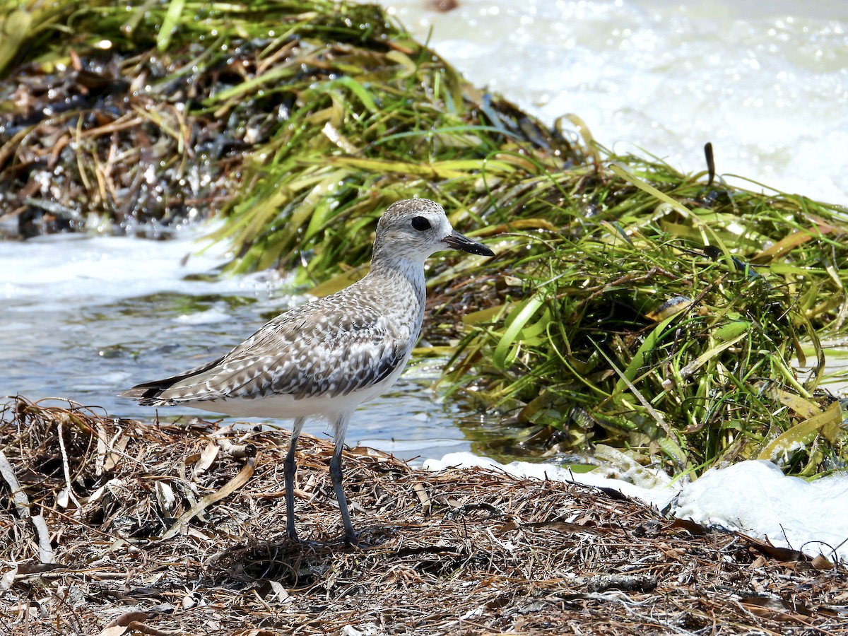 Black-bellied Plover - ML636867370