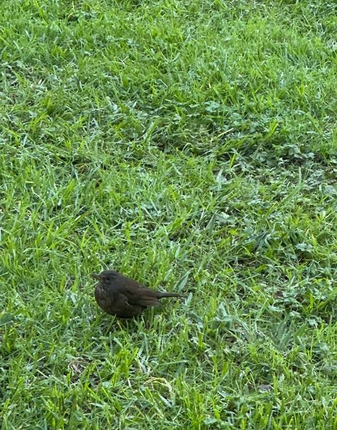 Gray Gerygone - ML636867513
