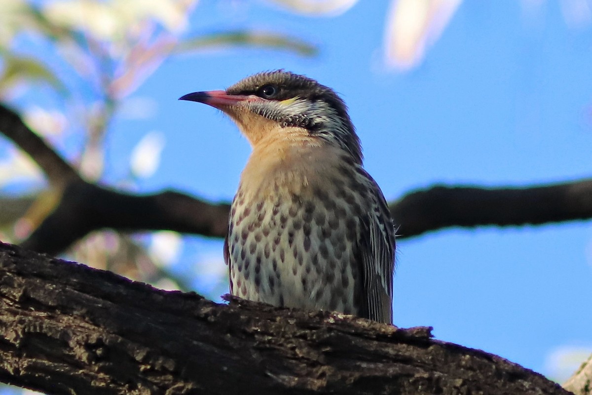 Spiny-cheeked Honeyeater - ML636867563