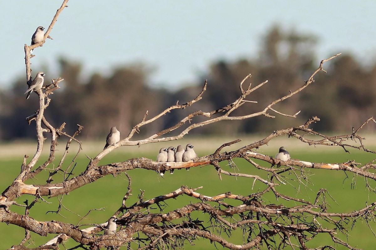Black-faced Woodswallow - ML636867564