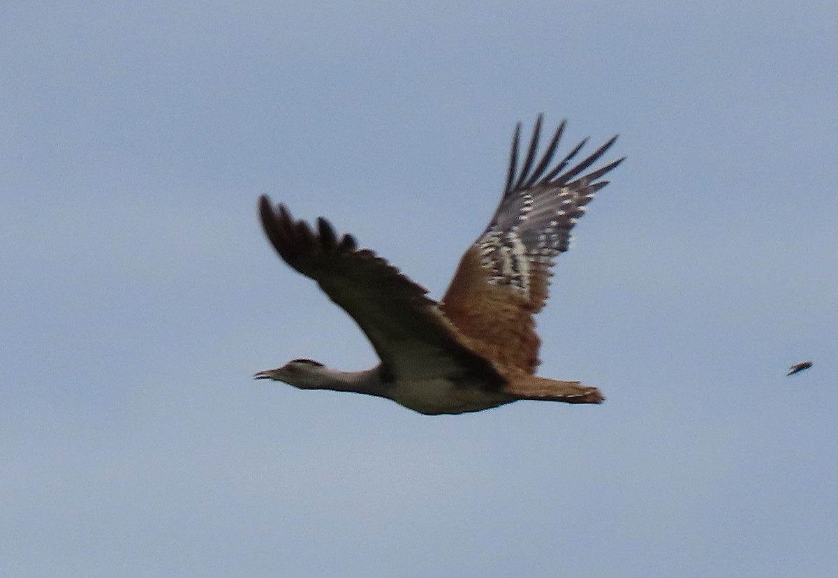 Australian Bustard - ML636867566