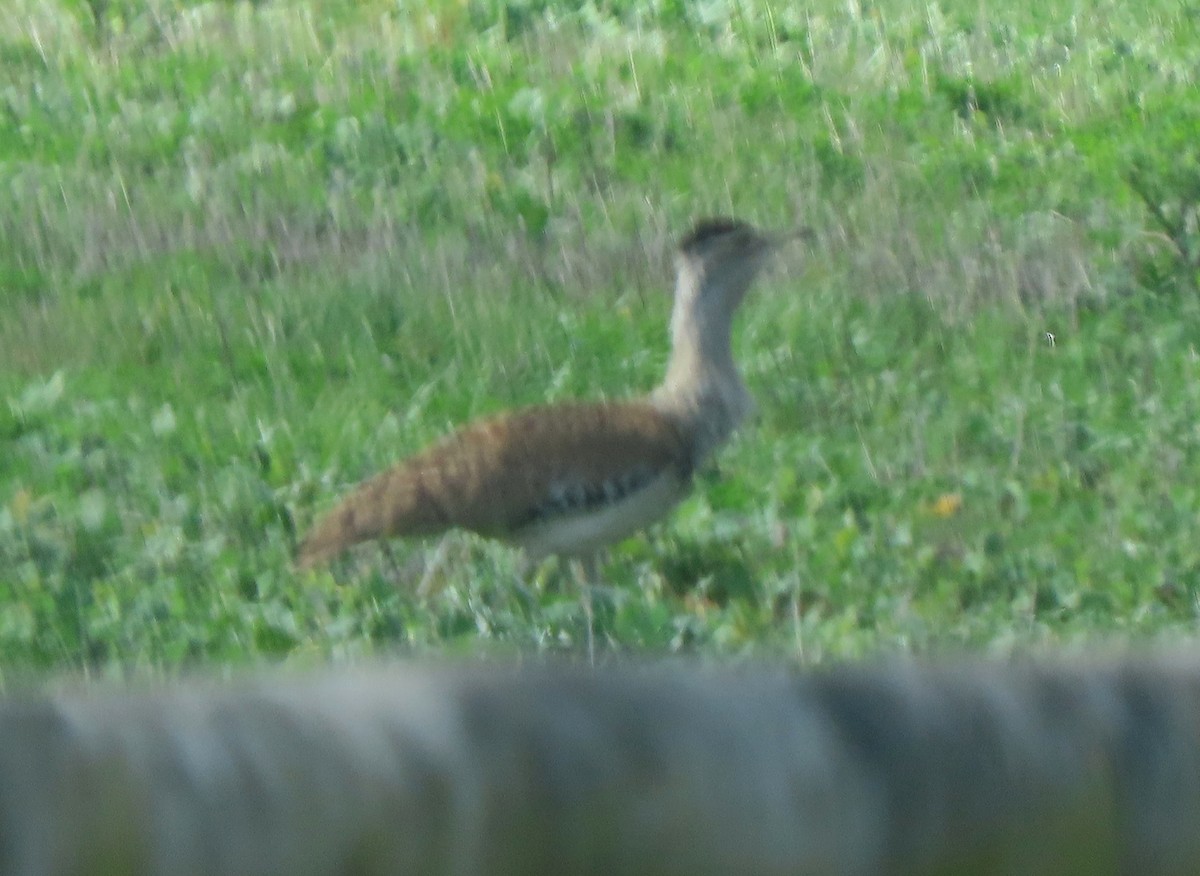 Australian Bustard - ML636867567