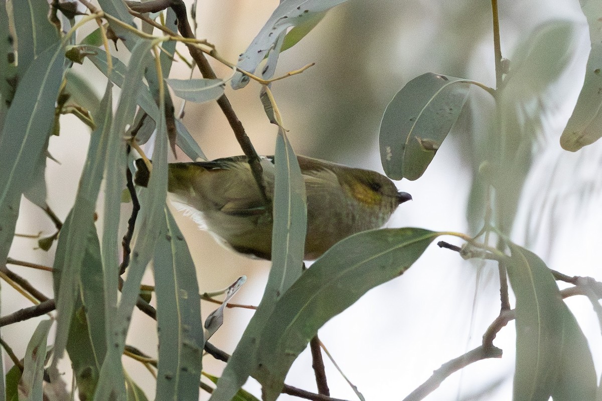 Forty-spotted Pardalote - ML636867624