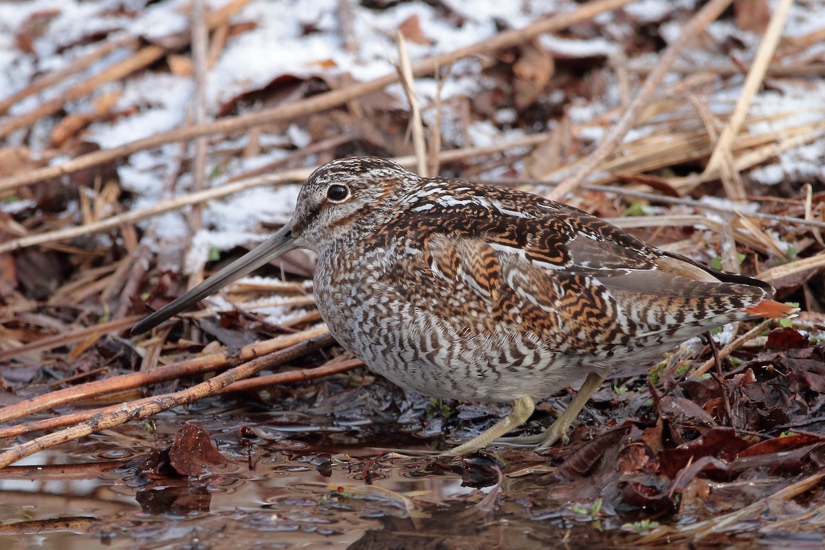 Solitary Snipe - ML636867639