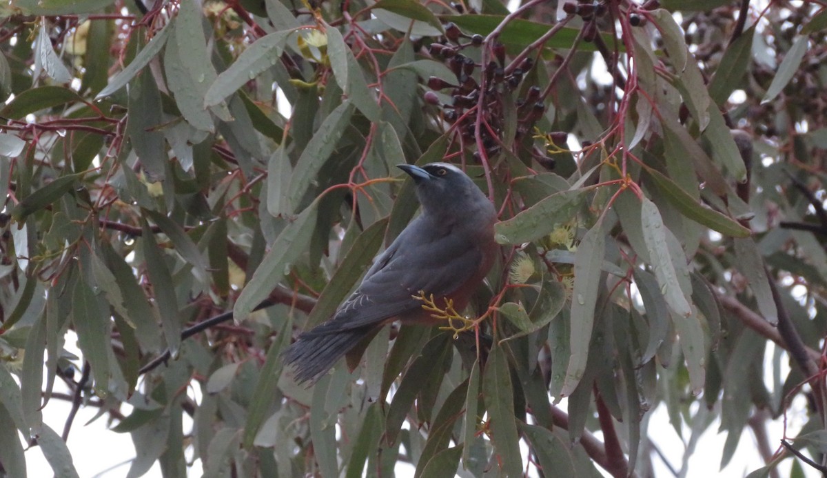 White-browed Woodswallow - ML636867642